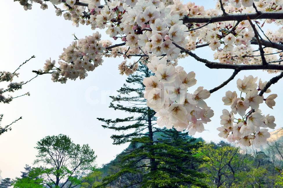 설악산,벚꽃,꽃사진,flower,산,산사진,mountain,봄,계절,spring,season,식물,자연,plants,nature,꽃,flower,plant