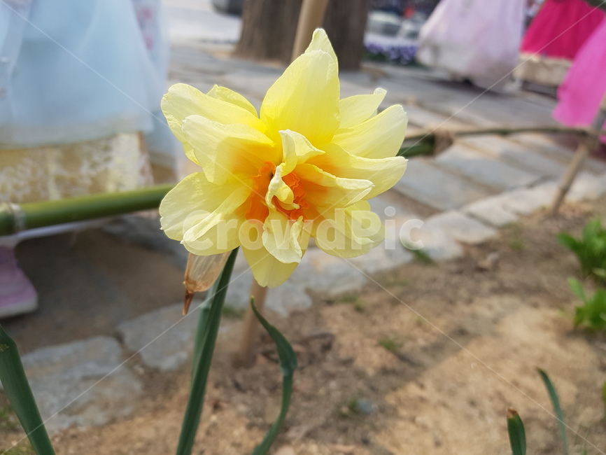 꽃,한송이꽃,수선화,노랑,yellow,flower,garden,길꽃,예쁜꽃,가든