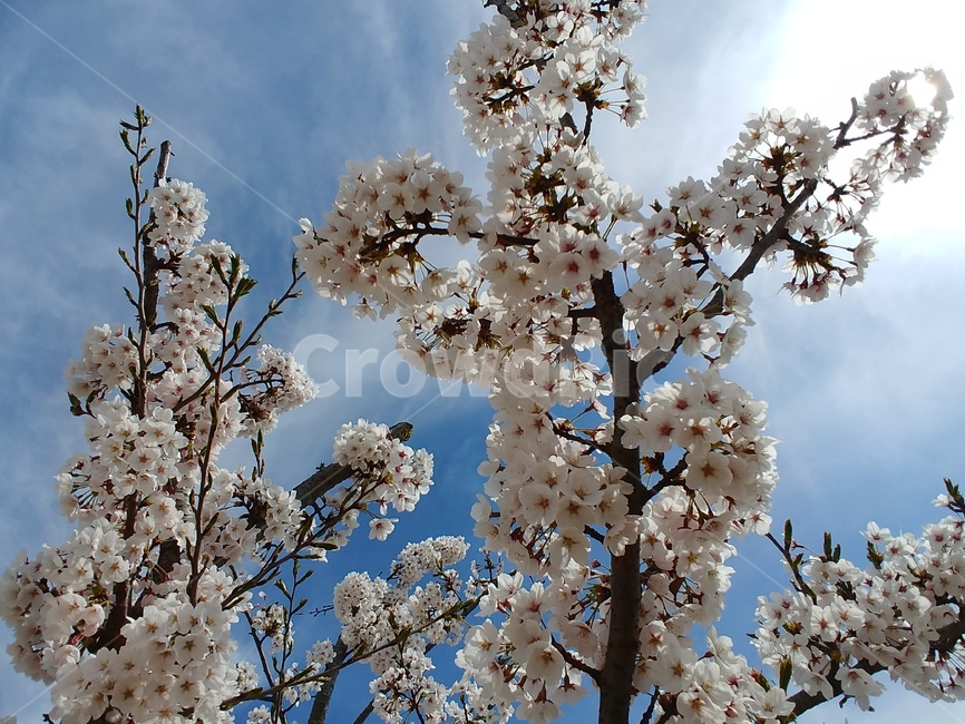 벚꽃,아름다운,봄,경치,하늘,봄,계절,spring,season,plant,식물,flower,꽃,blossom