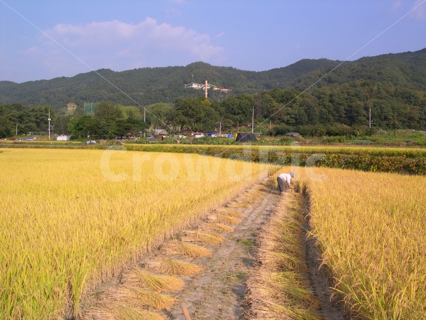 추수,벼,논,가을,쌀,농부,산,시골,전원,농사,농업,harvest,agriculture,farmer,자연,풍경,nature,landscape,한국자연풍경,한국자연경관,korea nature landscape,시골,마을,country,rural,town,사람,인물,인간,human,person,산업,industry,industrial,농업,농사,agriculture,farming,farming industry,outdoors,옥외,grassland,목초지,field,들,paddy field,패디 필드
