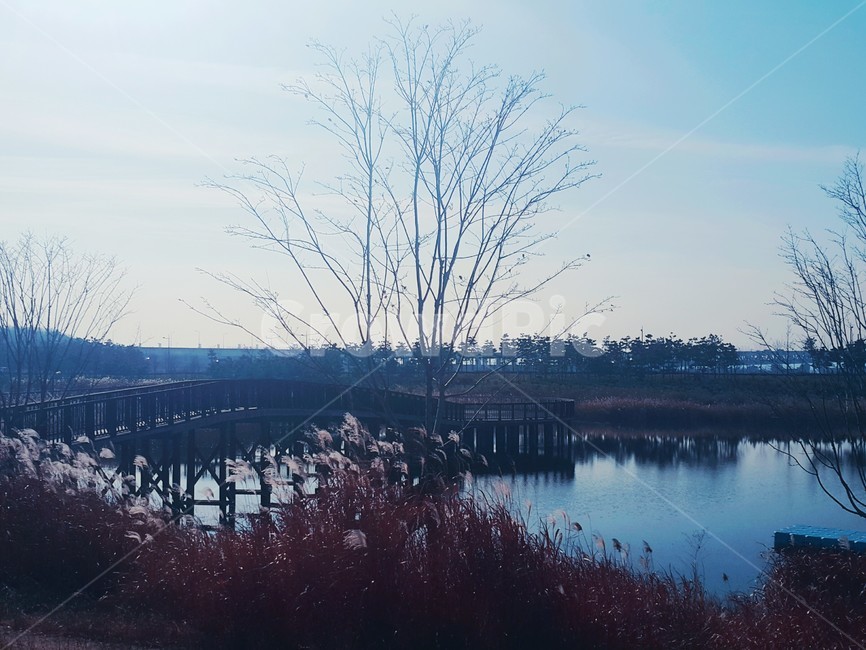 나무,자연,강,억새,다리,풍경,tree,nature,lake,bridge,scenery,view,landscape,가을,가을풍경,fall,autumn,자연,풍경,nature,landscape,water,물,outdoors,옥외,land,땅