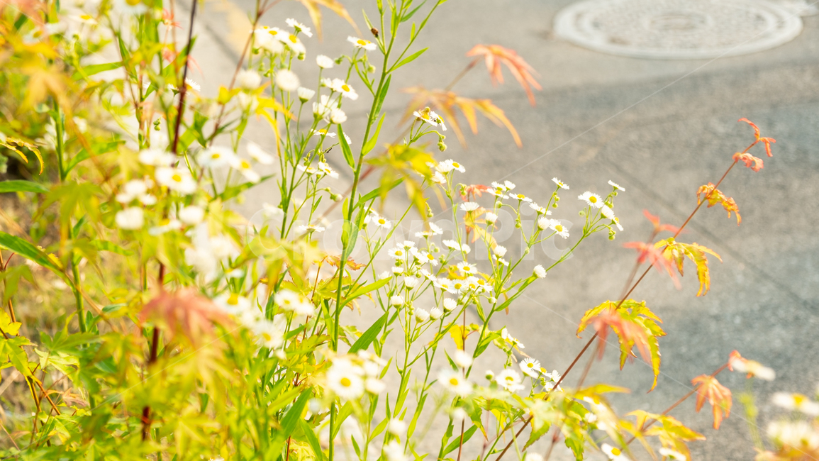 풀,자연,꽃,flower,nature