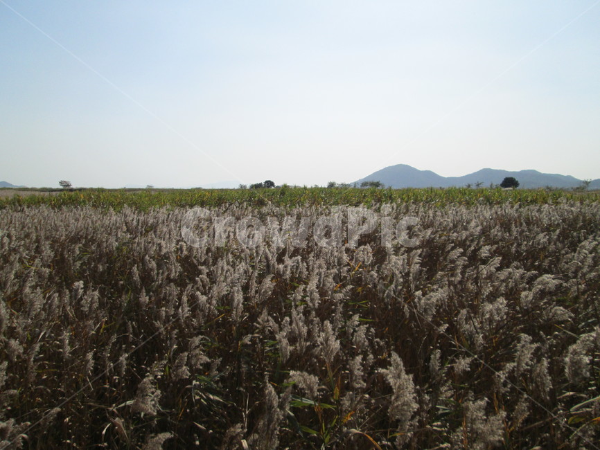 순천만,갈대,갈대숲,늪지대,쑥대,쑥대밭,가을풍경,가을,자연,풍경,힐링