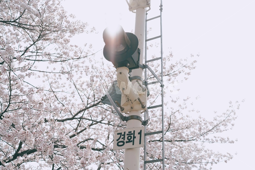 진해,벚꽃축제,벚꽃,꽃,경화역,봄꽃,식물,cherryblossom,flower,plant,봄,계절,spring,season