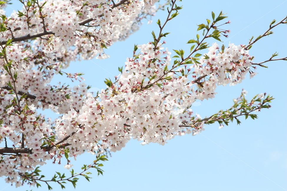 벚꽃,꽃,flower,봄꽃,cherryblossom,벚나무