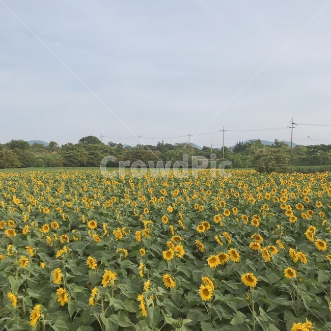 제주도,해바라기,풍경,하늘,자연,식물,자연,plants,nature,꽃,flower
