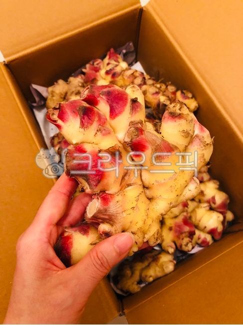 생강,안동생강,국산생강,흙생강,햇생강,싱싱한,신선한,식자재,식재료,자연,Ginger,AndongGinger,DomesticGinger,SoilGinger,FreshGinger,Fresh,FoodIngredients,Ingredients,Nature