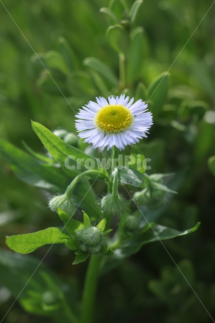 plant,식물,daisies,데이지,flower,꽃,blossom,daisy,계란꽃,클로즈업,확대,closeup,green,smallflower