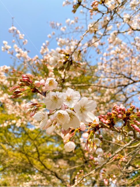 벚꽃,꽃,봄꽃,봄,flower,blossom,자연,nature,plant,따뜻,식물