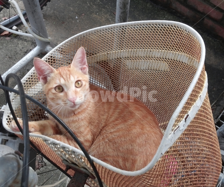 animal,동물,mammal,포유류,cat,고양이,pet,치즈냥이,동물,animal,포유류,mammal,고양이,cat,kitten,kitty