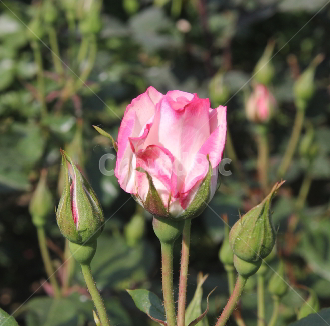 장미,봄꽃,식물,빨간장미,꽃,식물,자연,plants,nature,꽃,flower