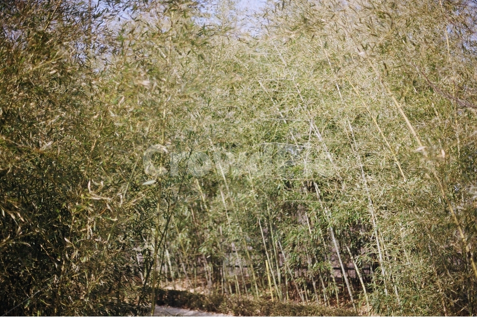 대나무,빈티지,복고,대나무길,레트로감성,자연,풍경,nature,landscape,plant,식물,vegetation,초목