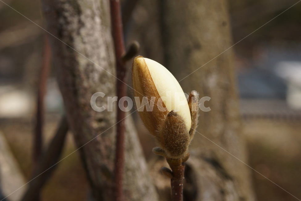 포석정,목련나무,목련,백목련,꽃봉오리,봄,계절,spring,season,식물,자연,plants,nature,꽃,flower,plant,food,음식