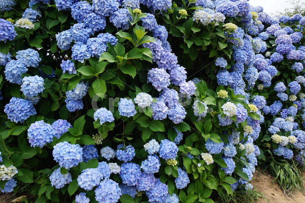 수국,거제도수국,hydrangea,파란수국,보라수국