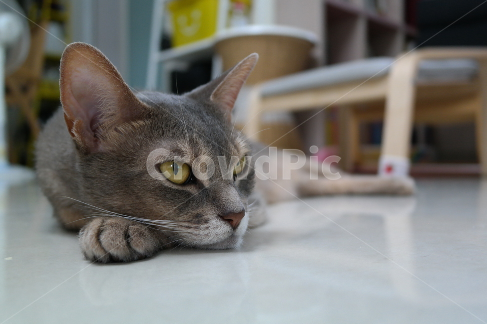 고양이,아비시니안,동물,냥이,반려동물,집고양이,아기,집사,시선,동물,animal,포유류,mammal,고양이,cat,kitten,kitty