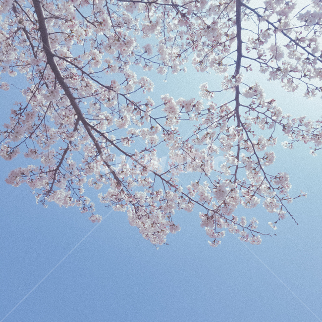 봄,벚꽃,개화,나뭇가지,하늘,봄,계절,spring,season,자연,풍경,nature,landscape,plant,식물,flower,꽃,blossom