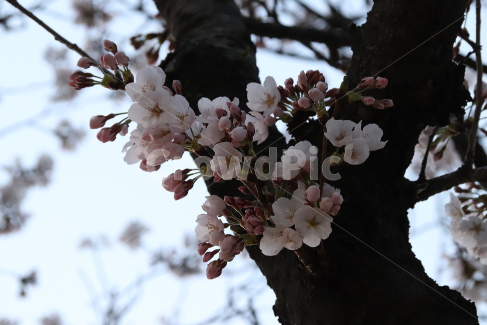 벚꽃,꽃,꽃나무,자연,풍경,봄,계절,spring,season,식물,자연,plants,nature,꽃,flower,plant,blossom,cherry blossom