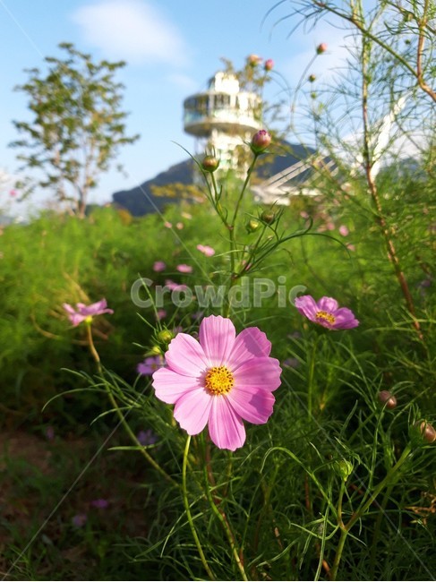 코스모스,cosmos,plant,geranium,blossom,flower,꽃,식물,제라늄,보라색꽃,puple