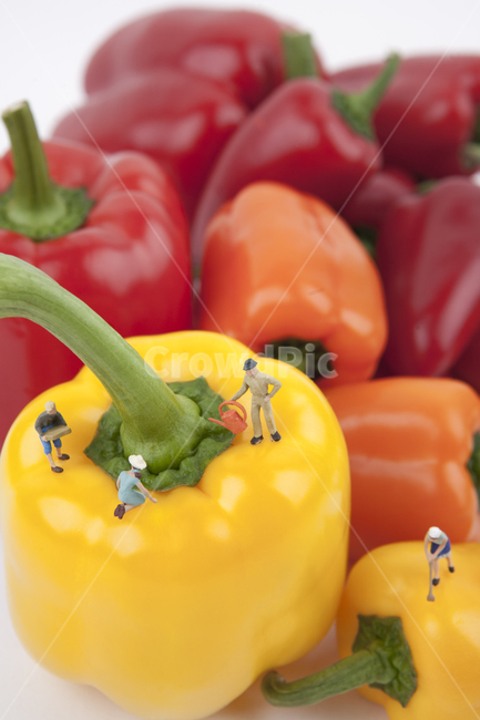 음식,오브젝트,파프리카,야채,채소,녹색,그린,화이트,흰색,푸드,다이어트,비비드,신선한,영양소,건강,먹다,피망,여자,미니어처,주황색,농사,농부,귀농,귀촌,비타민,비타민씨,쟁기,농기구,일구다,가꾸다,도시농부,오렌지색,빨간색,레드,클로즈업,누끼,수확,팜,농장,남자,피플,사람들,물뿌리개,텃밭,주말농장,펀,피규어,아이디어,컨셉,컬러풀,조각상,동상,석상,조형물,statue,bronze statue,stone statue,음식,식재료,요리,food,cook,meal,dishes,food reserves,채소,야채,vegetables,농업,농사,agriculture,farming,farming industry,연출,컨셉,콘셉,direction,concept