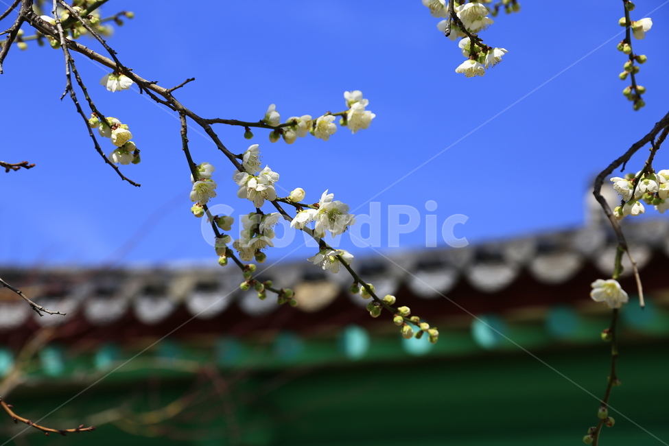 매화,꽃,홍매화,청매화,매실꽃,매화나무,봄,봄,계절,spring,season,한국전통,한국문화,korean traditional,korean culture,식물,자연,plants,nature,꽃,flower,plant