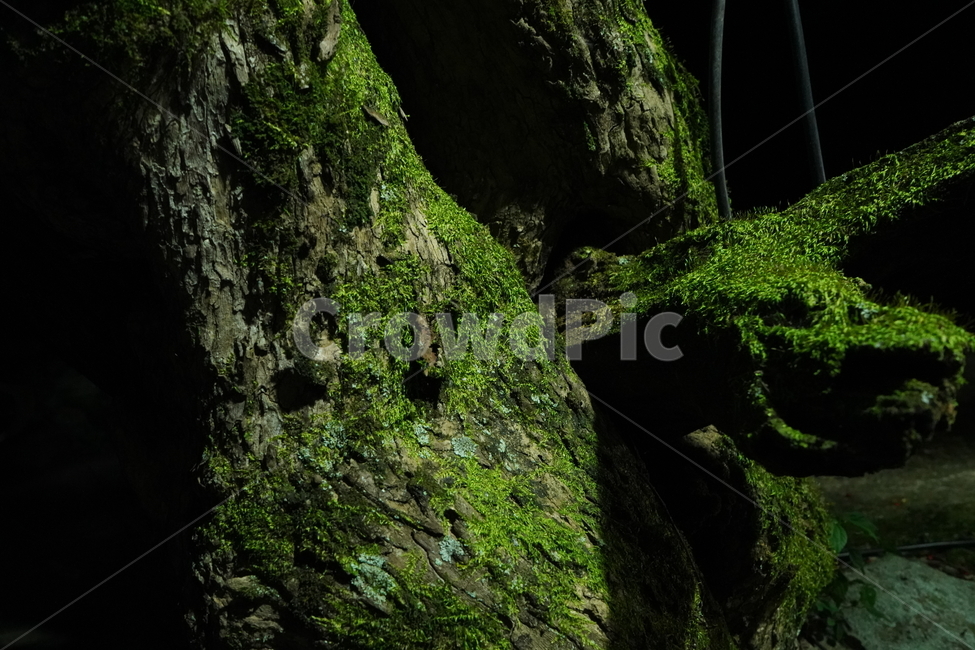 이끼,식물,moss,plant,산,식물,자연,plants,nature