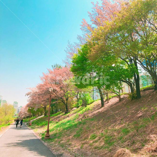 벚꽃,벚꽃나무,blossom,벚나무,cherryblossoms,하늘,sky,나무,tree,trees,산책,산책로