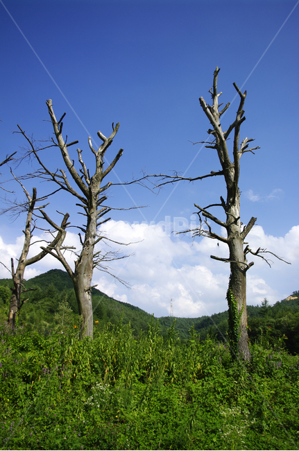 tree,나무,plant,식물,nature,자연,하늘,구름