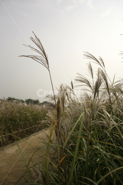 길,억새,억새밭,가을,풍경,가을,계절,fall,autumn,season,grass,잔디,plant,식물,lawn