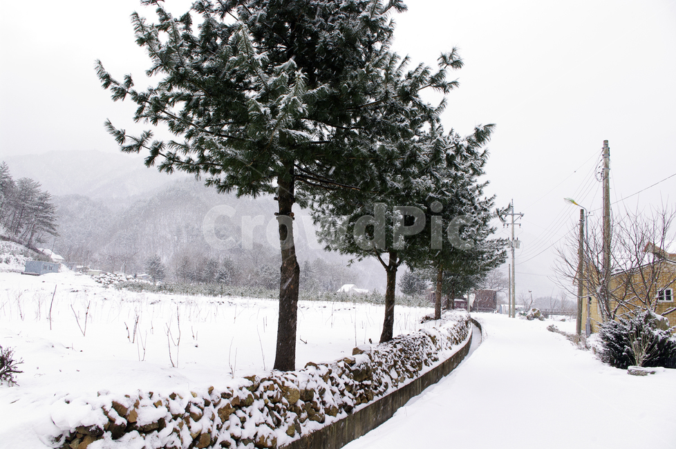 나무,식물,plant,겨울,winnter,설경,눈,겨울,계절,winter,season,자연,풍경,nature,landscape,outdoors,옥외