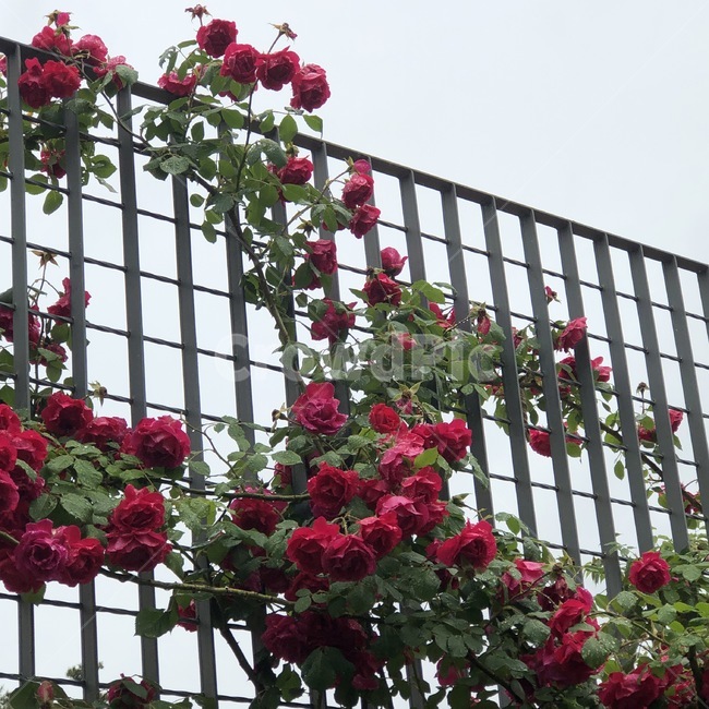 장미,꽃,식물,빨강,초록,하늘,구름,자연,펜스,rose,bara,flower,hana,plants,shokuvutsu,red,aka,green,midori,sky,sora,cloud,kumo,nature,fence