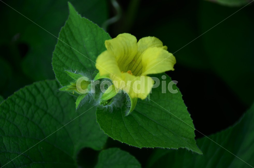 왕과,큰새박,주먹외,주먹참외,박과식물,덩굴성여러해살이풀,식물,자연,plants,nature,꽃,flower