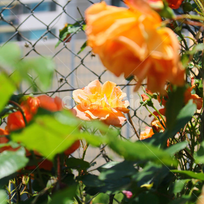 감성사진,자연,하늘,꽃,장미,색감,보정,flower,sky,summer,nature,식물,자연,plants,nature,꽃,flower,색깔,색상,색채,색감,color sense,color sensitivity,feeling of color