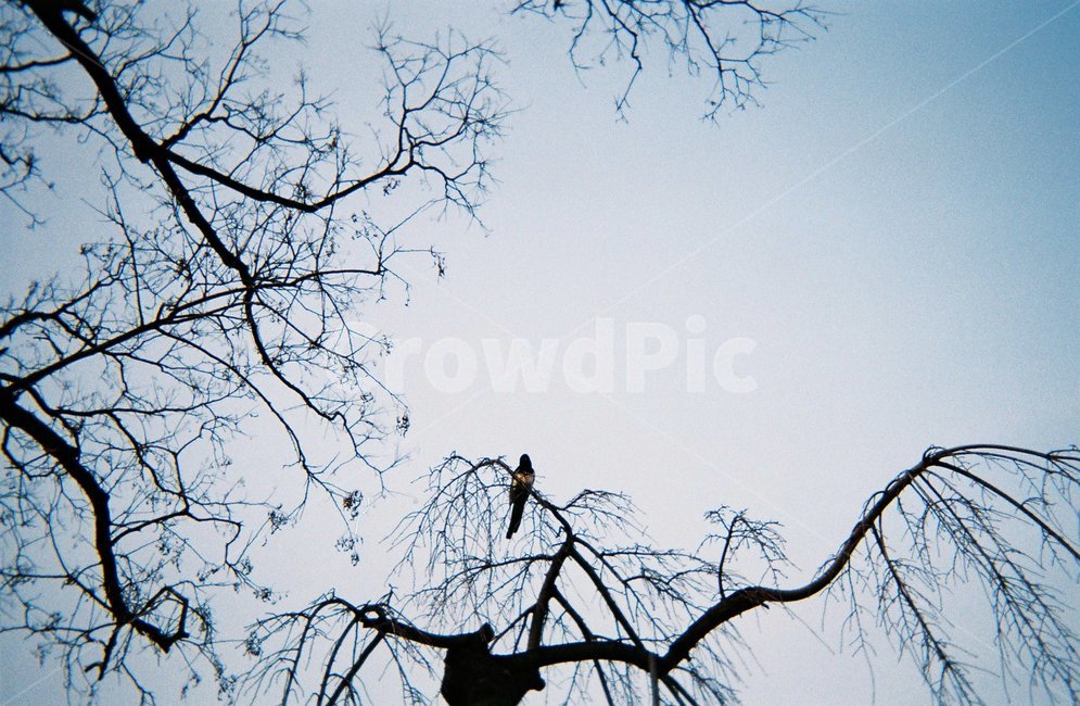 나무위의새,새,까치,bird,필름카메라,자연,풍경,nature,landscape,animal,동물
