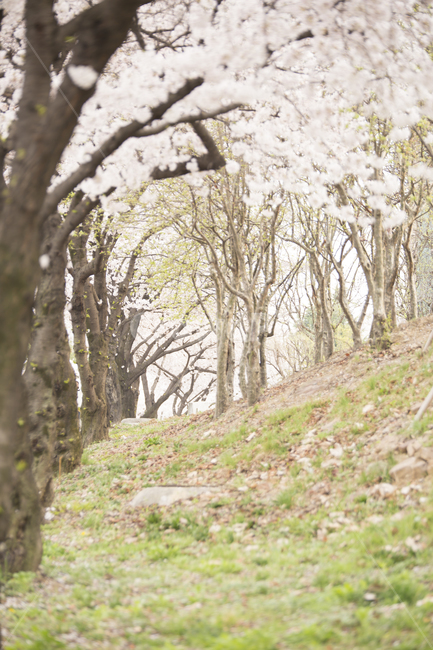 벚꽃,봄,봄꽃,봄날,꽃,spring,flower,nature,cherryblossom,봄,계절,spring,season,식물,자연,plants,nature,나무,trees,wood,tree,tree trunk,나무 줄기,plant