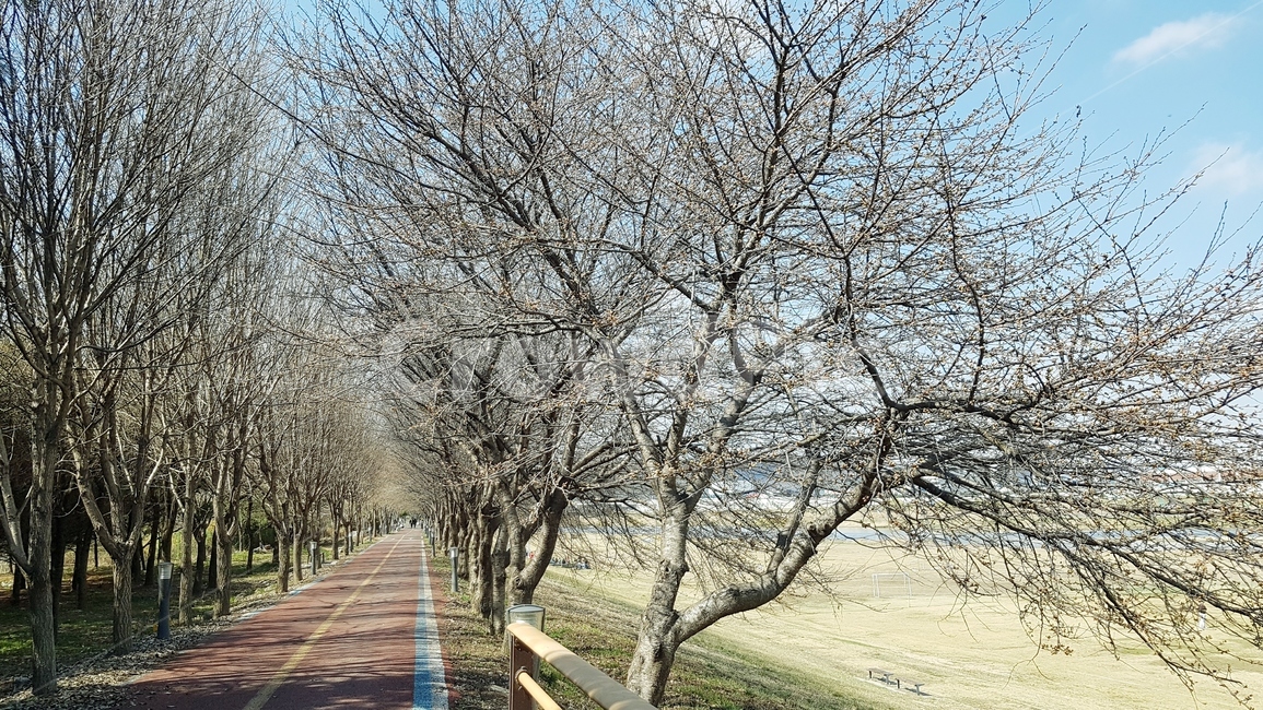 봄나무,강,산책,산책로,강변,공장,하늘,미지먼지없음,깨끗한,맑음,자전거타기,잔디밭,뚝방,쾌청한,자연,풍경,nature,landscape