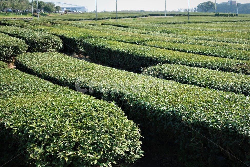 제주,녹차,녹차밭,풍경,초록,농업,농사,차밭,경치,식물,자연,풍경,nature,landscape,농업,농사,agriculture,farming,farming industry