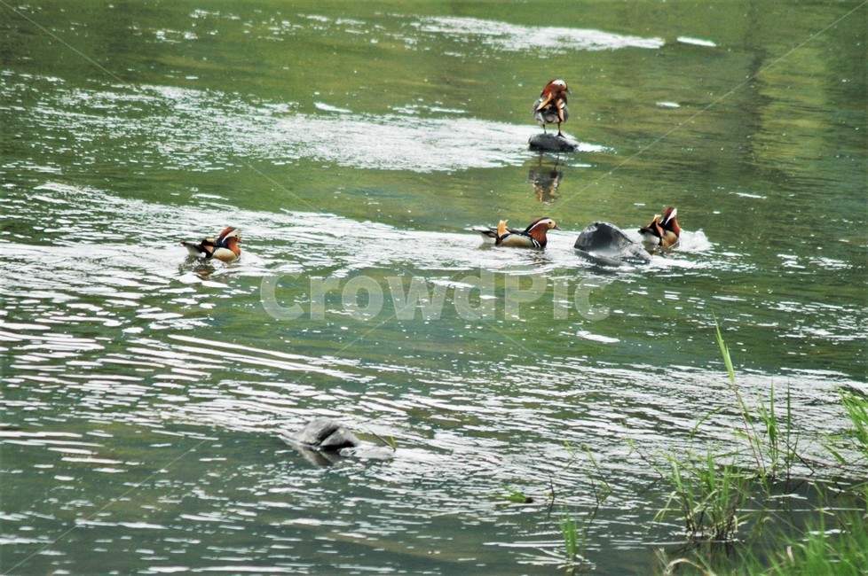 원앙,원앙수컷,기러기목,오리과,야생조류,새,bird,천연기념물