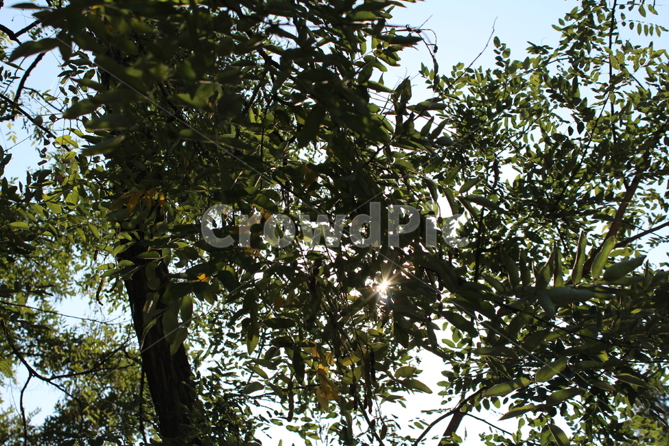 나무가지,나무,하늘,푸른,초록,그린,식물,자연,plants,nature,나무,trees,wood