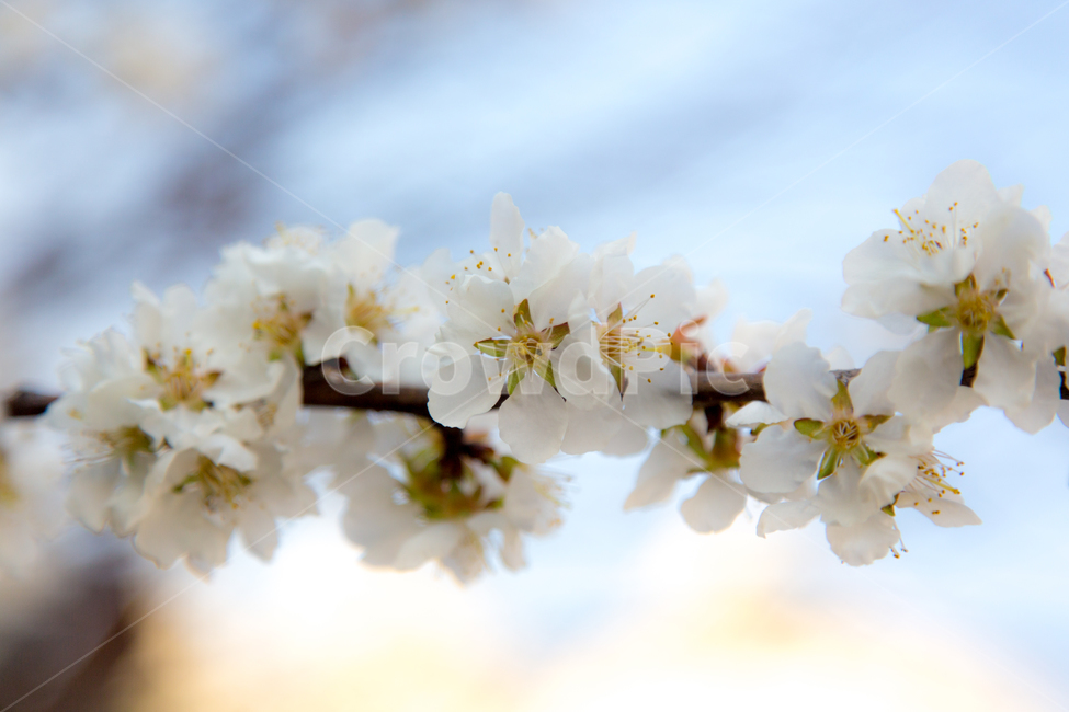 식물,벚꽃,봄,봄꽃,벚꽃나무,봄,계절,spring,season,식물,자연,plants,nature,꽃,flower