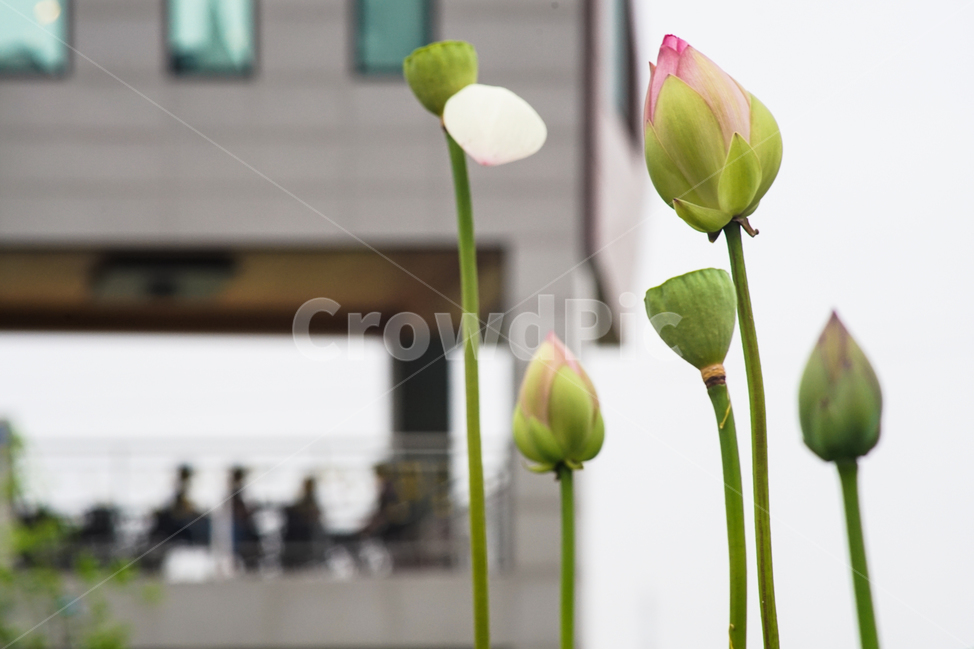 연,연꽃,봉우리,식물,수생,식물,자연,plants,nature,꽃,flower