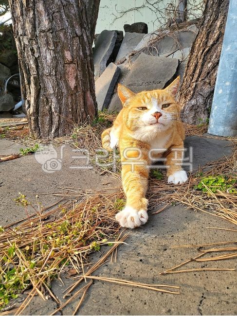 rest,morning,Pets,healing,sunlight,stray cat,cat,animal,mammalia,pet