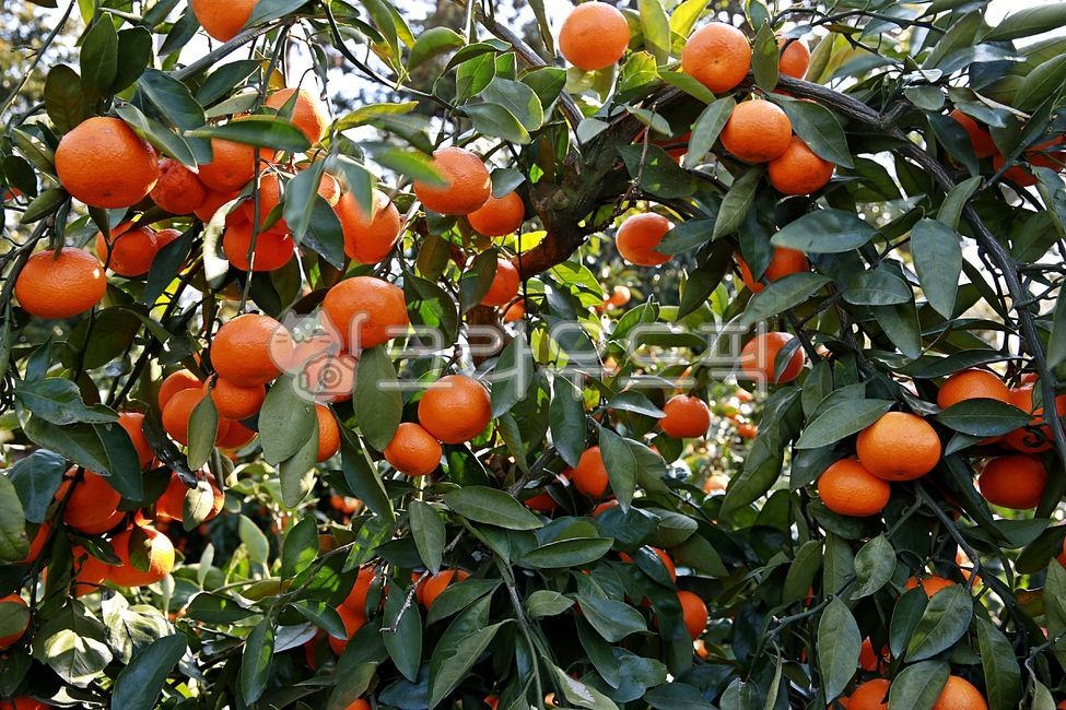 mandarin,Sweet and sour,citrus fruits,Red scent,Tangerine farm,fruit,Jeju Island Fruit,Orange,delicious,food,open field tangerines,tangerines,citrus,orange,house tangerines,Cheonhyehyang,citrus tree,Jeju Island tangerines,autumn,tangerine tree,Jeju tanger