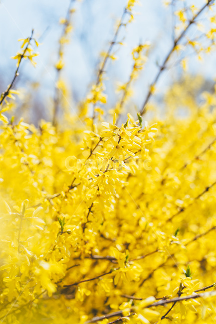 봄,봄꽃,꽃,flower,plant,식물,자연,개나리,forsythia,노란개나리,노란색,노란꽃