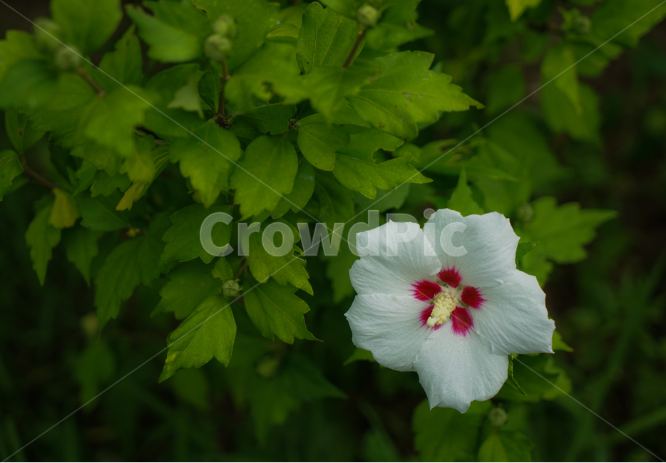 무궁화,백색꽃,꽃,우리나라꽃,나무,식물,식물,자연,plants,nature,꽃,flower