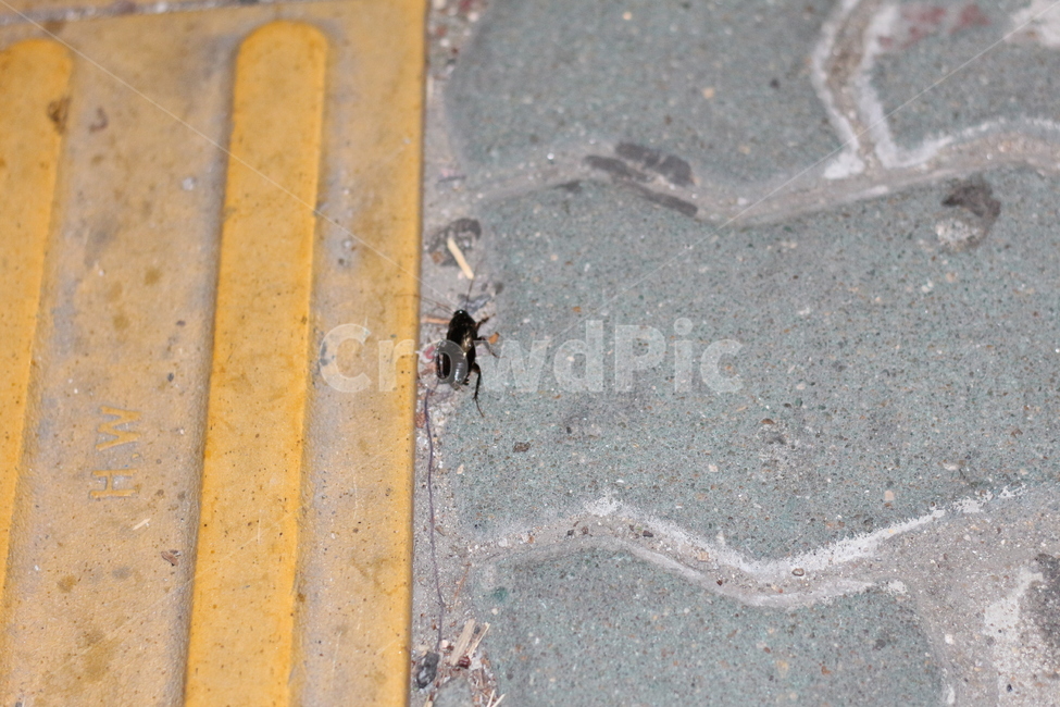 바퀴벌레,벌레,해충,길바닥,밤,동물,animal,곤충,벌레,insect,bug