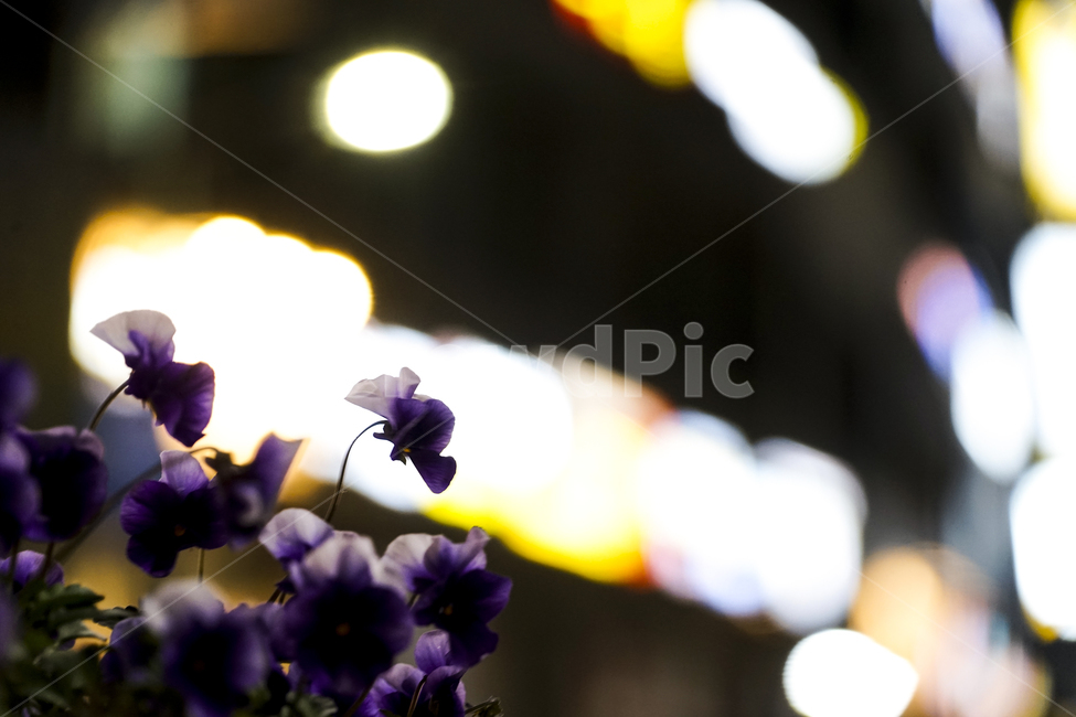 flower,꽃,plant,식물,팬지,pansy