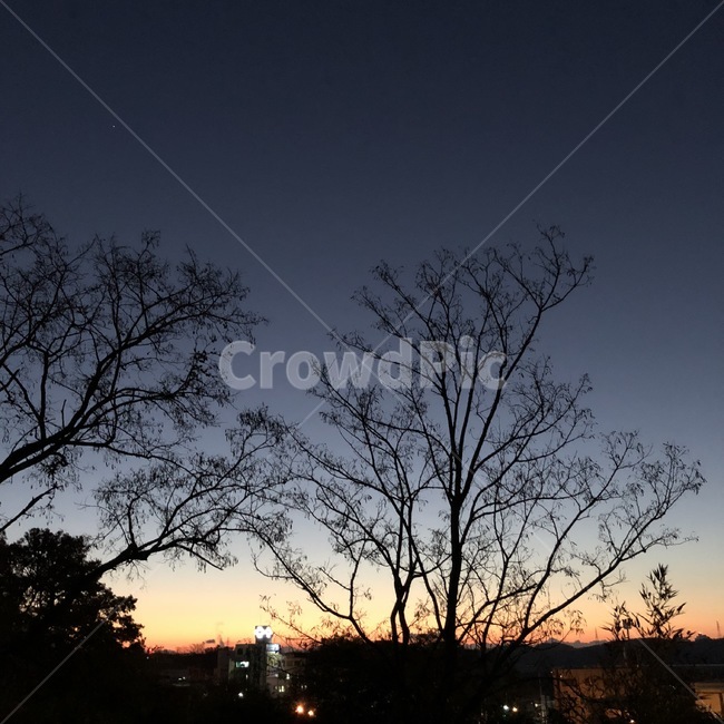 노을,나무,해질녘,풍경,sunset