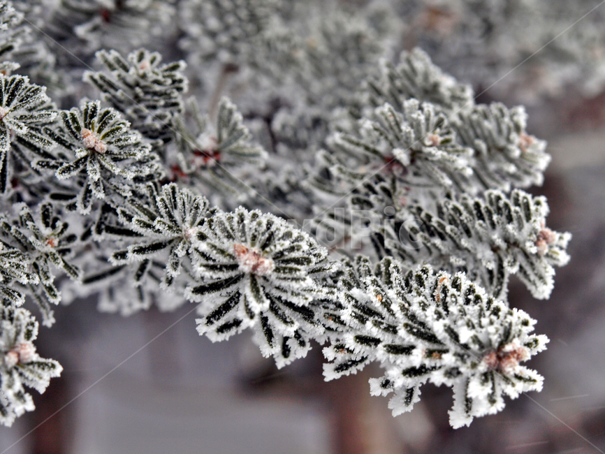 설화,눈꽃,눈,겨울,상고대,자연,식물,겨울,계절,winter,season