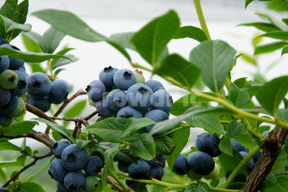 블루베리,체험,농장,하우스,보라색,과일,열매,fruit