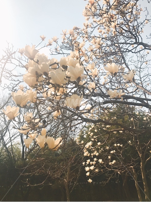 목련,꽃,나무,봄,tree,flower,spring